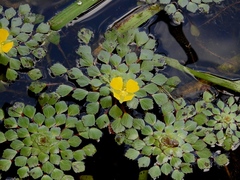 Ludwigia sedoides