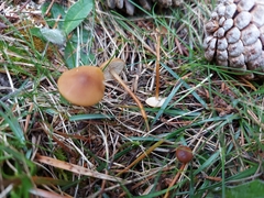 Strobilurus tenacellus