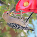 Gila Woodpecker - Photo (c) Neil McDaniel, some rights reserved (CC BY-NC), uploaded by Neil McDaniel
