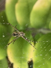 Argiope argentata