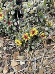 Eriogonum caespitosum