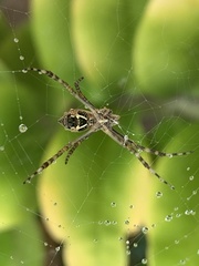 Argiope argentata