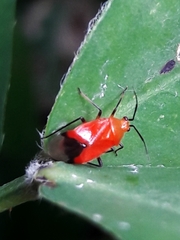 Ambracius dufouri