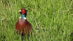 Phasianus colchicus