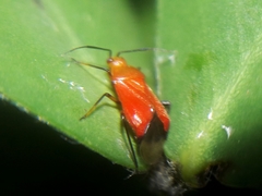 Ambracius dufouri