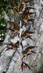 Catasetum saccatum