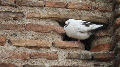 Columba livia domestica