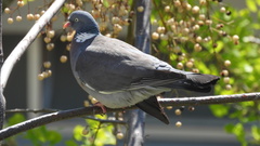 Columba palumbus