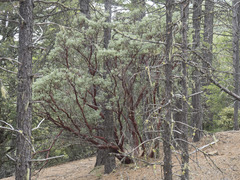 Arctostaphylos canescens