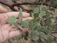 Arctostaphylos canescens