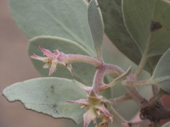 Arctostaphylos canescens
