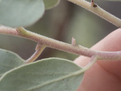Arctostaphylos canescens