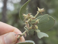 Arctostaphylos canescens