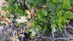 Ericameria cuneata spathulata
