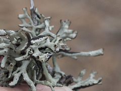 Hypogymnia imshaugii image