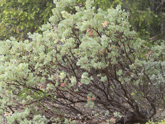 Arctostaphylos canescens
