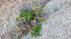 Ericameria cuneata spathulata