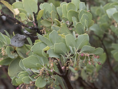 Arctostaphylos canescens