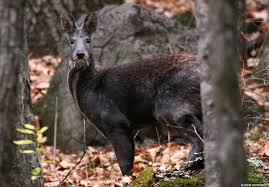 Kashmir Musk Deer (Moschus cupreus) — Endangered Mammalia