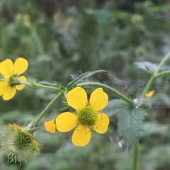 Geum macrophyllum macrophyllum
