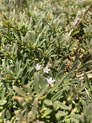 Myoporum parvifolium