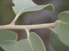 Arctostaphylos canescens