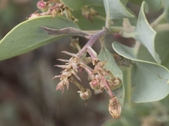 Arctostaphylos canescens