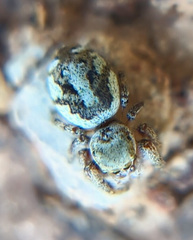Pelegrina pervaga