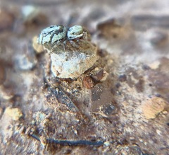 Pelegrina pervaga