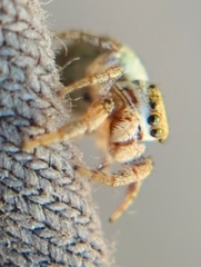 Pelegrina pervaga