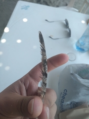 Antrostomus carolinensis