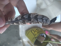 Antrostomus carolinensis