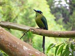 Momotus aequatorialis