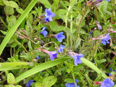 Glandora prostrata prostrata