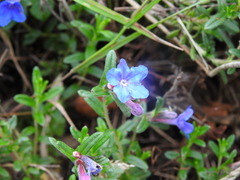 Glandora prostrata prostrata