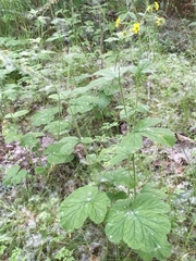 Geum macrophyllum macrophyllum