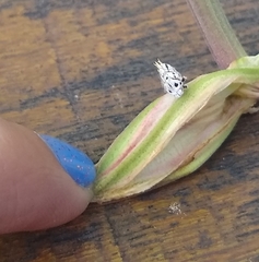 Membracis foliatafasciata