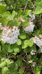 Viburnum carlesii