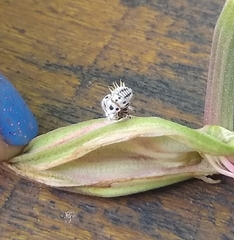 Membracis foliatafasciata