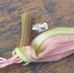 Membracis foliatafasciata