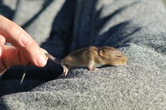 Holochilus brasiliensis