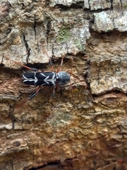 Neoclytus araneiformis