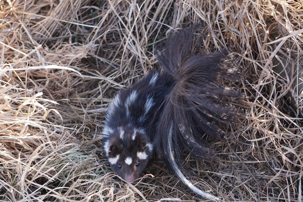 Plains Spotted Skunk