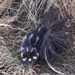 Plains Spotted Skunk - Photo (c) Danielle Brosend, some rights reserved (CC BY-NC), uploaded by Danielle Brosend