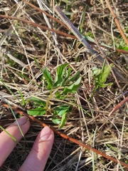 Ranunculus cassubicus
