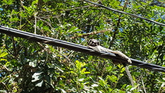 Callithrix penicillata