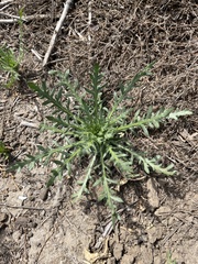 Deinandra paniculata