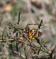 Eurranthis plummistaria