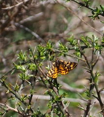 Eurranthis plummistaria