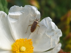 Closterotomus annulus
